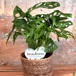 Planta de Mostera Oblicua