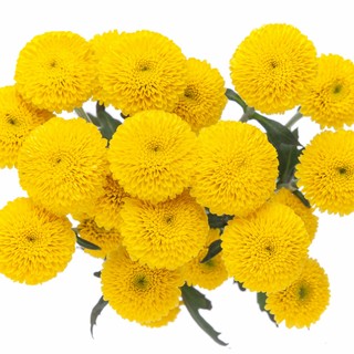 Crisantemo Santini Amarillo Flor Suelta (Por unidad/No es un ramo) 