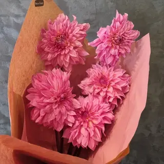 Pink DAHLIA