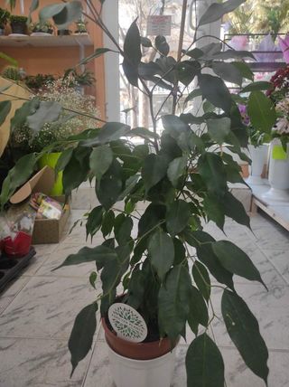 Фикус Бенджамин