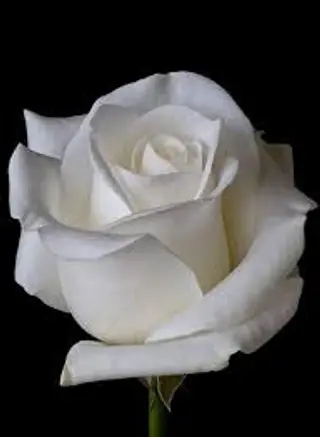 Rosa bianca singola, un pezzo
