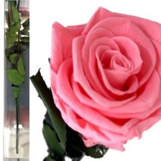 Rosa Eterna  35cm, Color Rosado en su Estuche