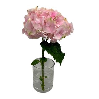 Hortensia rosa premium 