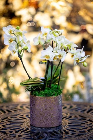 Orhidee 'Bellissimo'