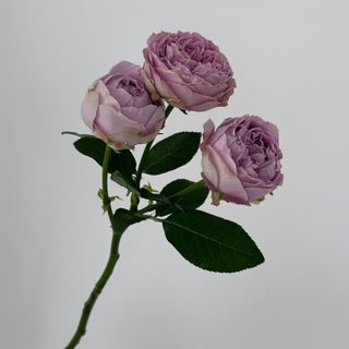 Троянда "Блоссом Баблз", 1 шт