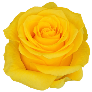  Rosa Amarilla Flor Suelta (Por unidad/No es un ramo/No bouquet) 