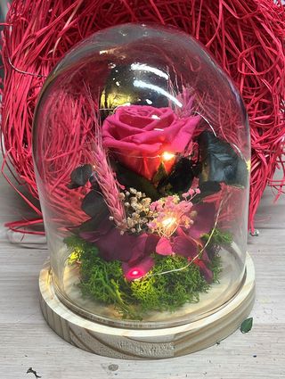 Cupula Preservada Rosa