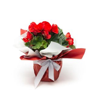 Begonia rosie