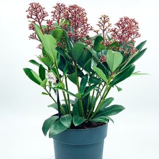 Skimia- Trandafir japonez