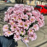 9 гілок рожевої ромашки