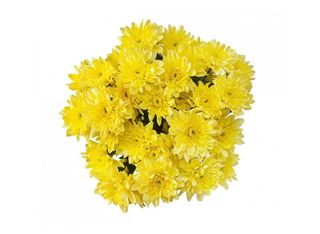 5 Хризантеми, Жълти | 1 pieces