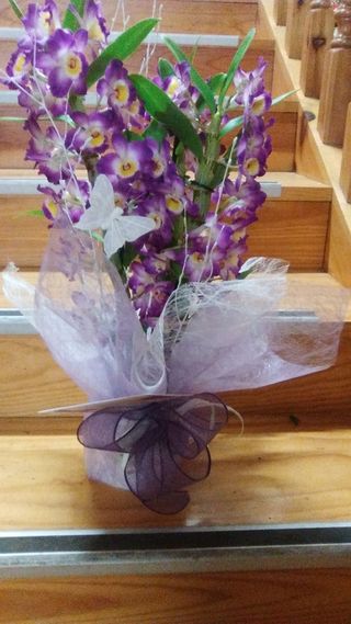 Planta Dendrobim Fucsia