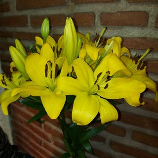 Ramo Lilium Amarillo 5 Unidades