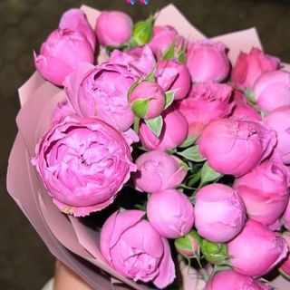 ჯუჯა ვარდები