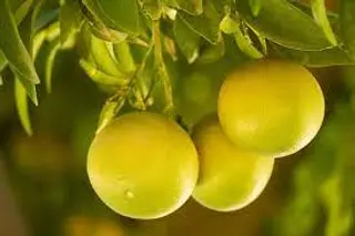 GREFE ALBE (kg)