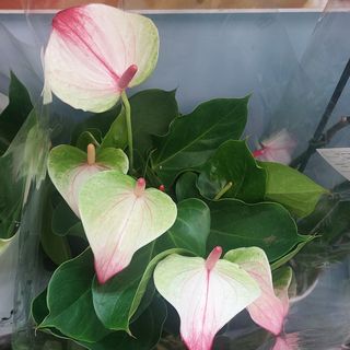 Pianta anthurium dipartimento di casa durano tantissimo