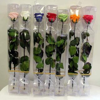 Rosa preservada larga