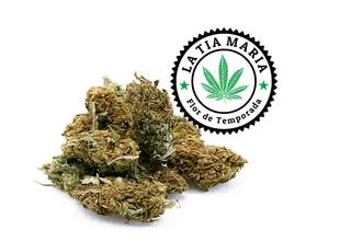 Flor De Temporada CBD 10 Gr