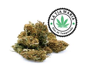 Flor De Temporada CBD 10 Gr