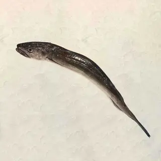 Merluza De Palangre Pasajes (1.4 Kg.)