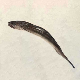 Merluza De Palangre Pasajes (1.4 Kg.)