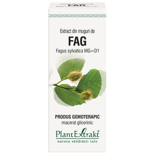 Extract din muguri de fag (FAGUS SYLVATICA)