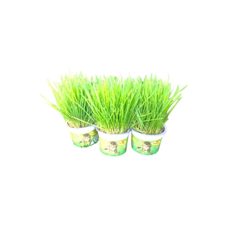 Vaso de Triticum | Erva para Gatos
