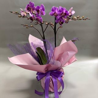 Orhideja aranžirana