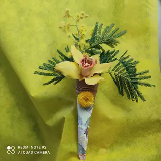 Cono mimosa 