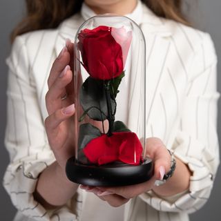 Trandafir criogenat rosu in cupola - M