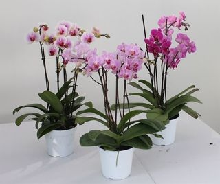  mini orchidea