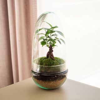 Natura Gins - Jardín En Un Bol