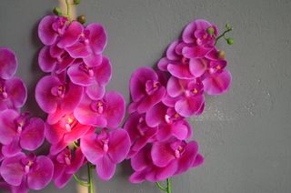 Orchide fucsia