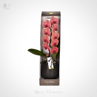 Phalaenopsis Roz În Ghiveci