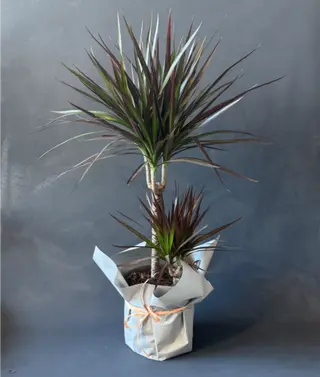 Dracena