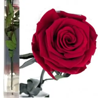 Rosa Roja Eterna 35cm en su Estuche