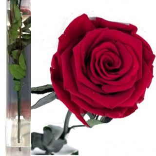 Rosa Roja Eterna 35cm en su Estuche