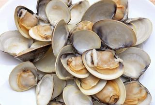 Tartufi di mare - 1 pezzo