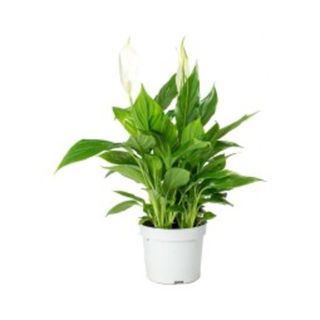 Spathiphyllum
