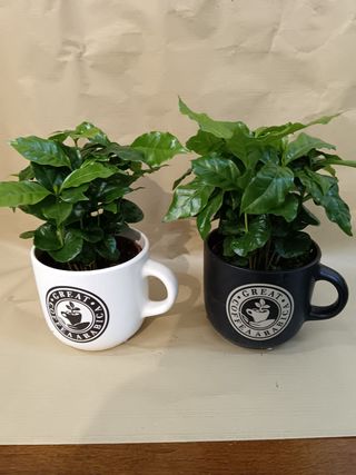 Caffè con ceramica 