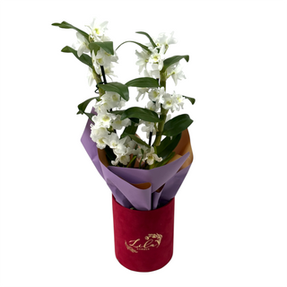 Orhidee Dendrobium în cutie