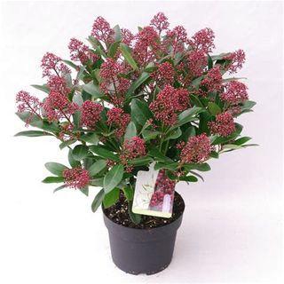 Skimmia