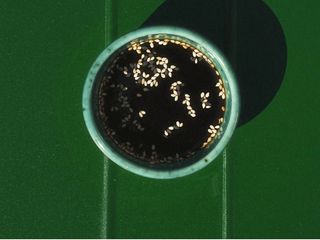 Соєвий соус (30g)