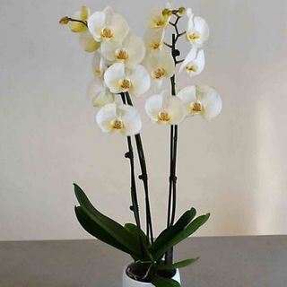 ORQUIDEA BLANCA
