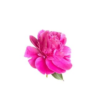 Peonia fuxia