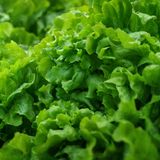 Зелена салата (150г)