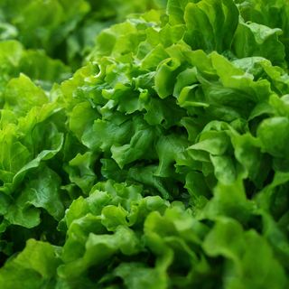 Зелена салата 150г