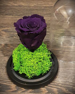 Trandafir mov inchis