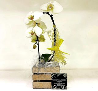 Orchidea bianca elegant