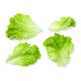 Lechuga